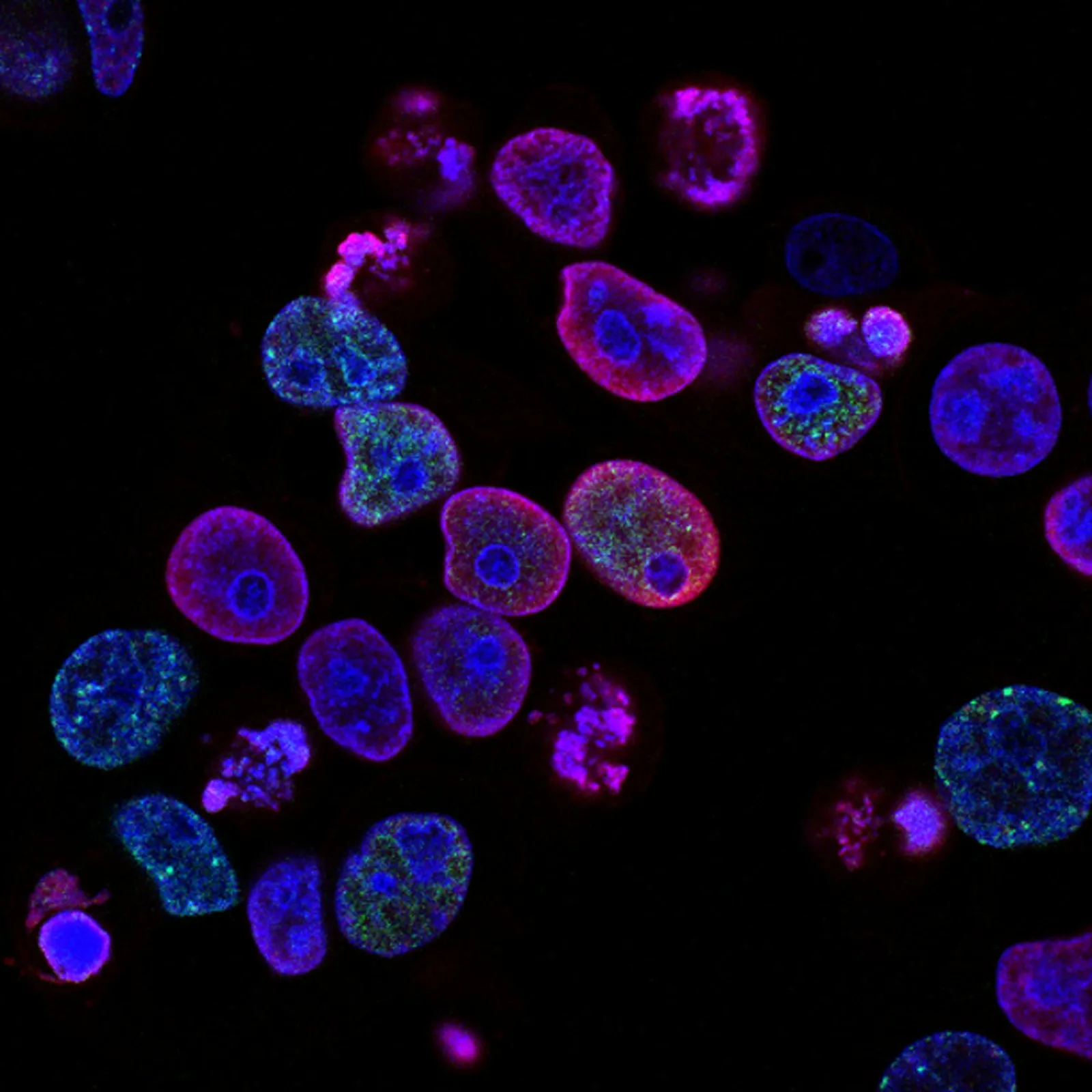Co-Scientist moved the bottleneck in aging research, it didn't remove it